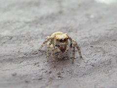 Carrhotus viduus