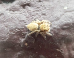 Carrhotus viduus