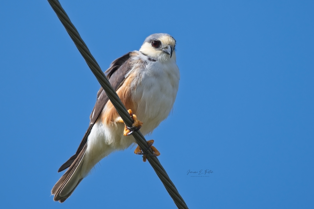 Pearl Kites