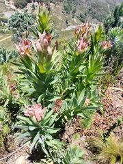 Protea coronata