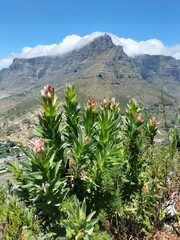 Protea coronata