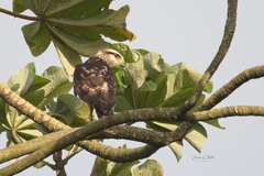 Buteo nitidus