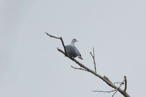 Afep Pigeon (Columba unicincta), photo 9