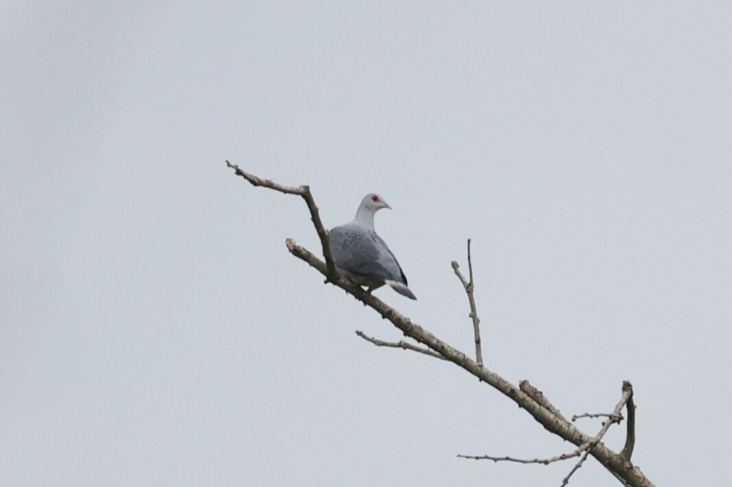 Afep Pigeon (Columba unicincta), photo 2