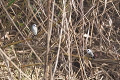 Arundinicola leucocephala