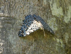 Hamadryas feronia
