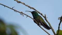 Anthracothorax viridigula