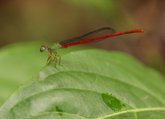 Ceriagrion corallinum