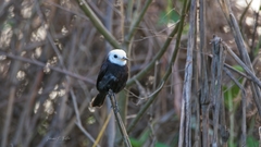 Arundinicola leucocephala