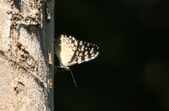 Hamadryas feronia