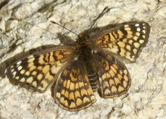 Chlosyne acastus
