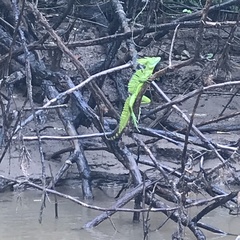Basiliscus plumifrons