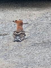 Upupa epops