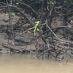 Basiliscus plumifrons