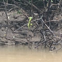 Basiliscus plumifrons