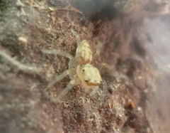 Phintelloides versicolor