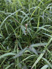 Persicaria kawagoeana