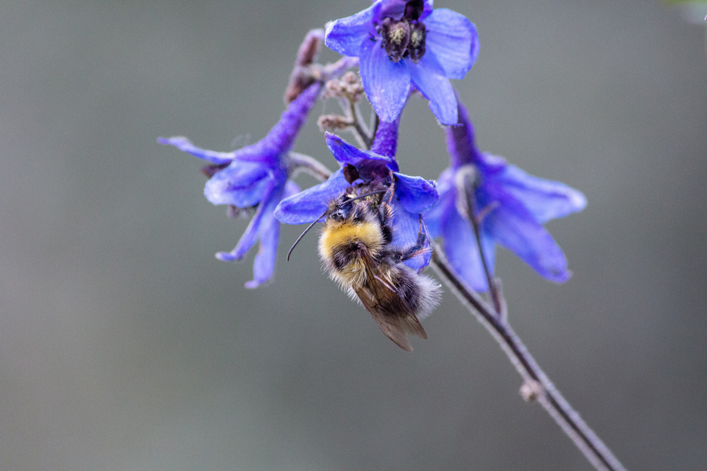 Bombus saltuarius from Ordzhonikidzevskiy Rayon, Republic of Khakassia
