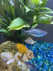 Devario