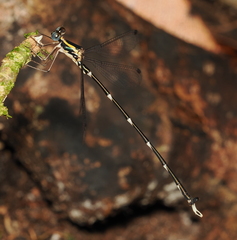 Episynlestes intermedius