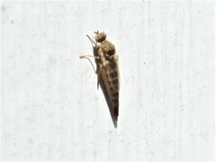 Propebrevitrichia