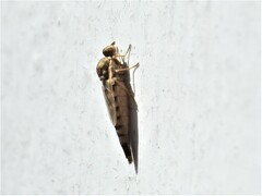 Propebrevitrichia