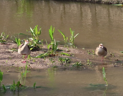 Alopochen aegyptiaca