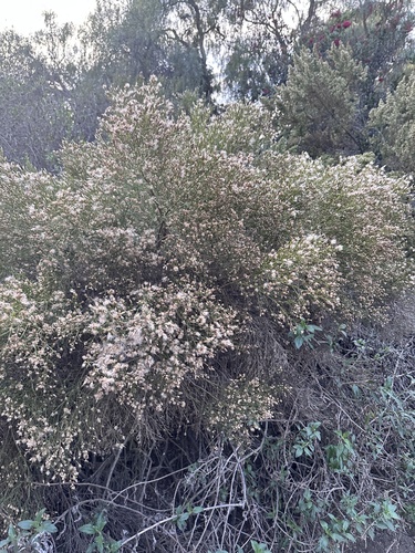 iNaturalist observation photo of coyote brush