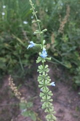 Salvia cardiophylla
