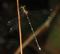 Episynlestes intermedius