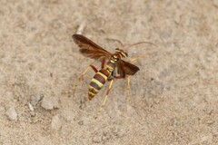 Poecilopompilus interruptus