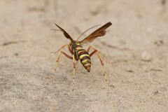 Poecilopompilus interruptus