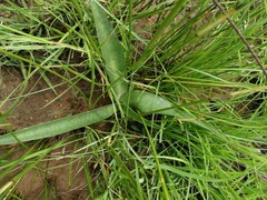 Ledebouria luteola