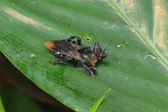 Apiomerus lanipes