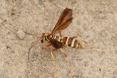 Poecilopompilus interruptus