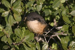 Laniarius ferrugineus