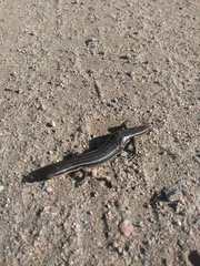 Aspronema dorsivittatum
