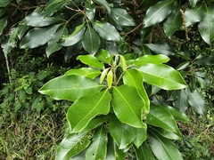 Cassipourea gummiflua