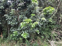 Cassipourea gummiflua