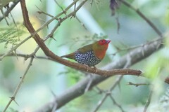Mandingoa nitidula schlegeli