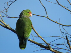 Amazona vinacea