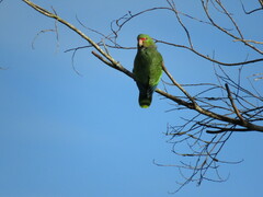 Amazona vinacea