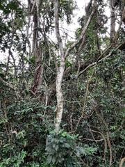 Cassipourea gummiflua