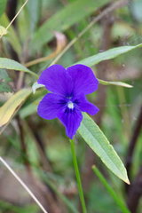Viola altaica