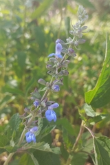Salvia pallida