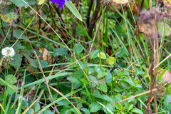 Viola altaica