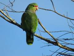 Amazona vinacea