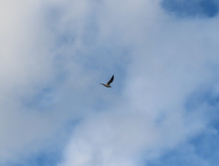 Chroicocephalus ridibundus