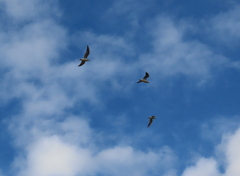 Chroicocephalus ridibundus