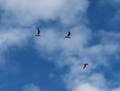 Chroicocephalus ridibundus